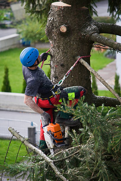 How Our Tree Care Process Works  in  Petoskey, MI